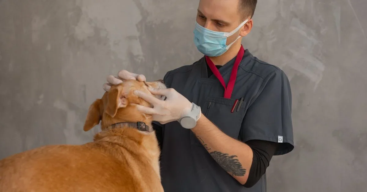 Best AI Tools for Veterinarians 2026: Scribenote Review