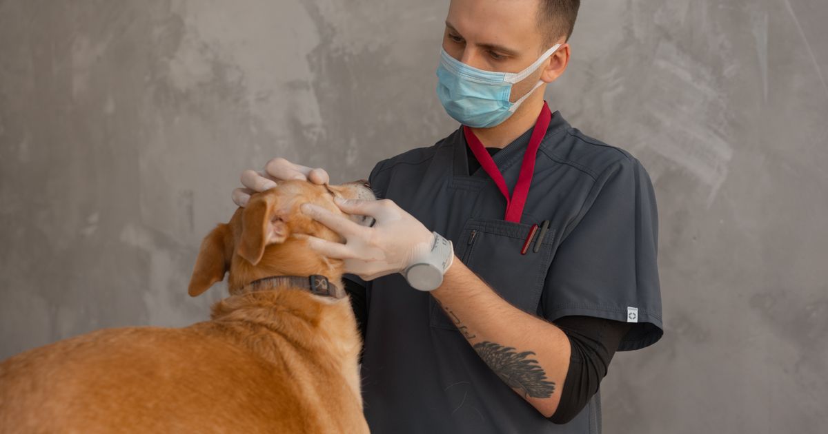 Best AI Tools for Veterinarians 2026: Scribenote Review